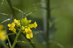 Garden yellowrocket